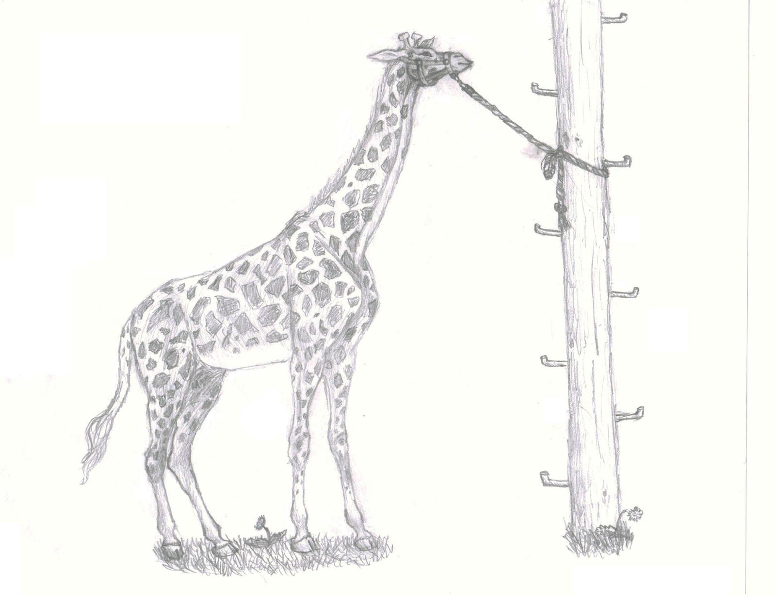 Image result for giraffe tied to telephone pole