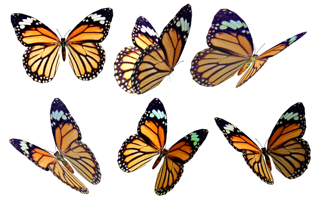 butterfly clipart photoshop - photo #50