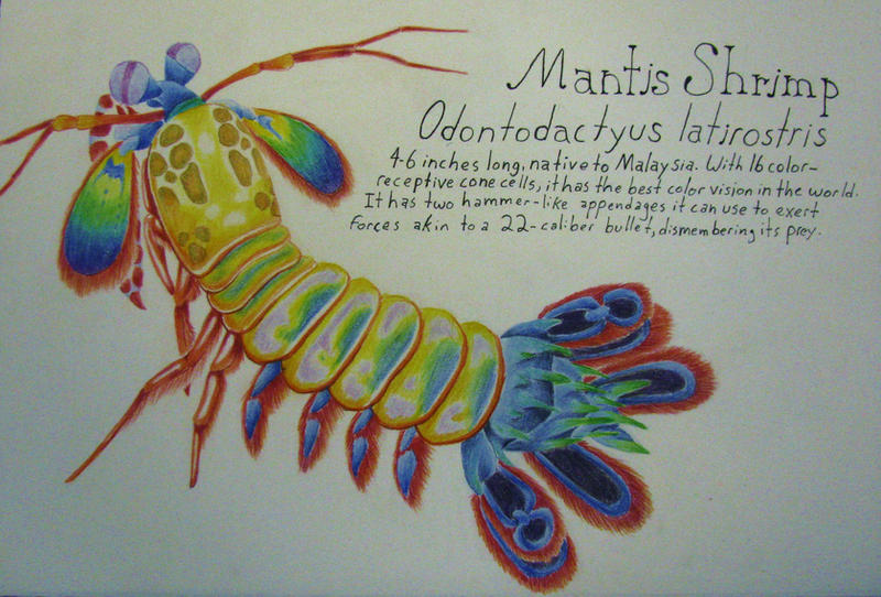 mantis shrimp coloring pages - photo #32