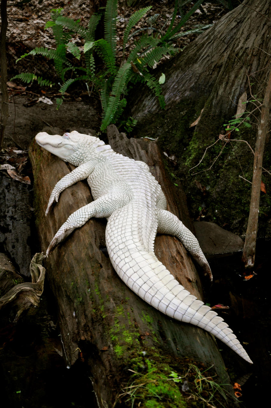 albino_alligator_by_greenappaloosa-d5r42sr.jpg