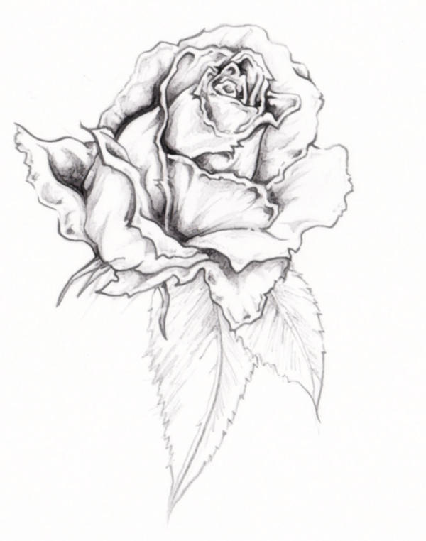 Rose Tattoo by anghellic7 on DeviantArt