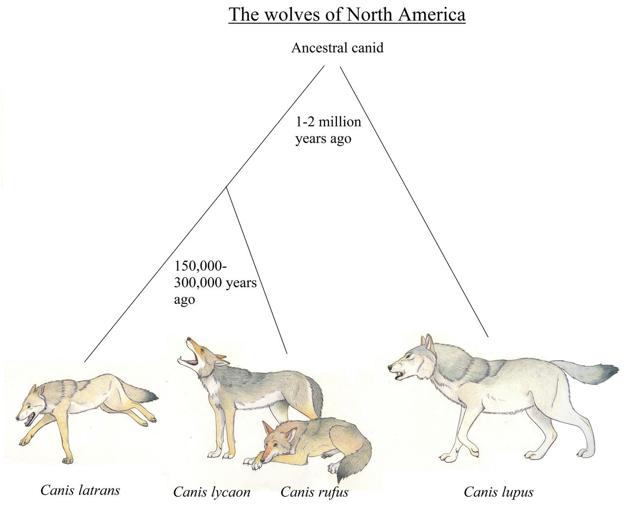 What are the similarities and differences between a wolf and a hyena?