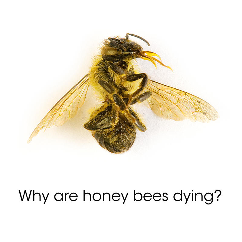 why_are_honey_bees_dying__by_renegadeclo