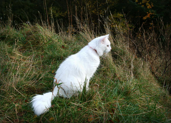 white_cat_in_the_grass_by_navistock.jpg