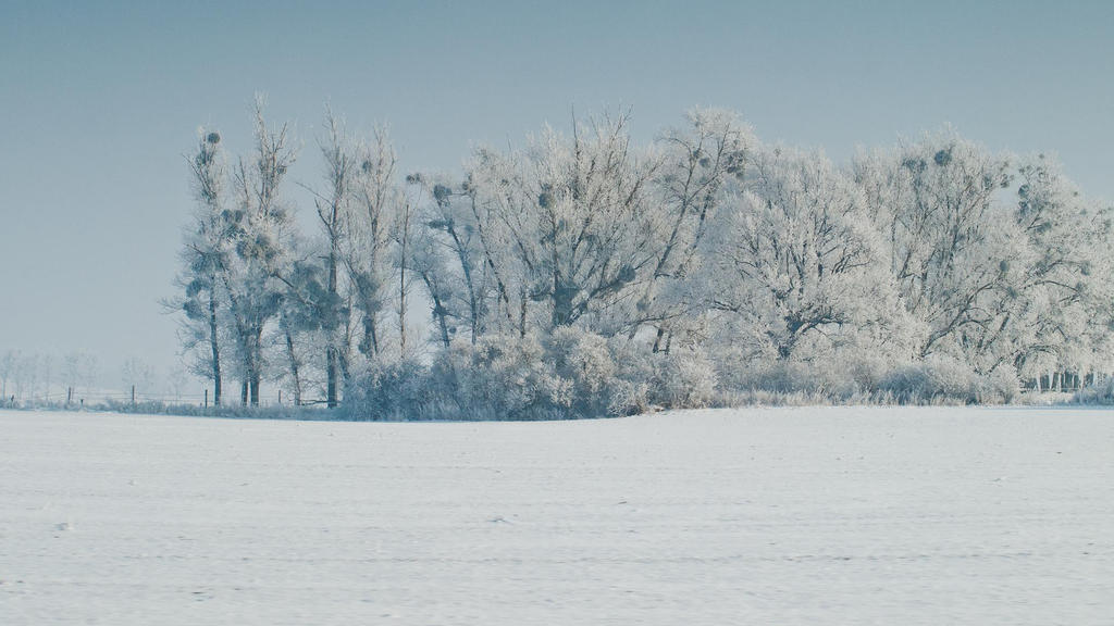 Winter Trees 1080p Wall by BSOD90 on DeviantArt