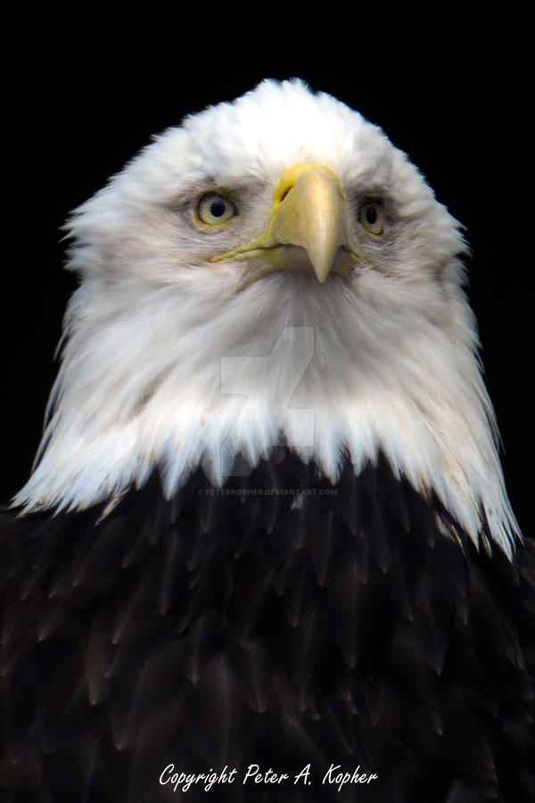 Portrait of an Eagle copyright by peterkopher