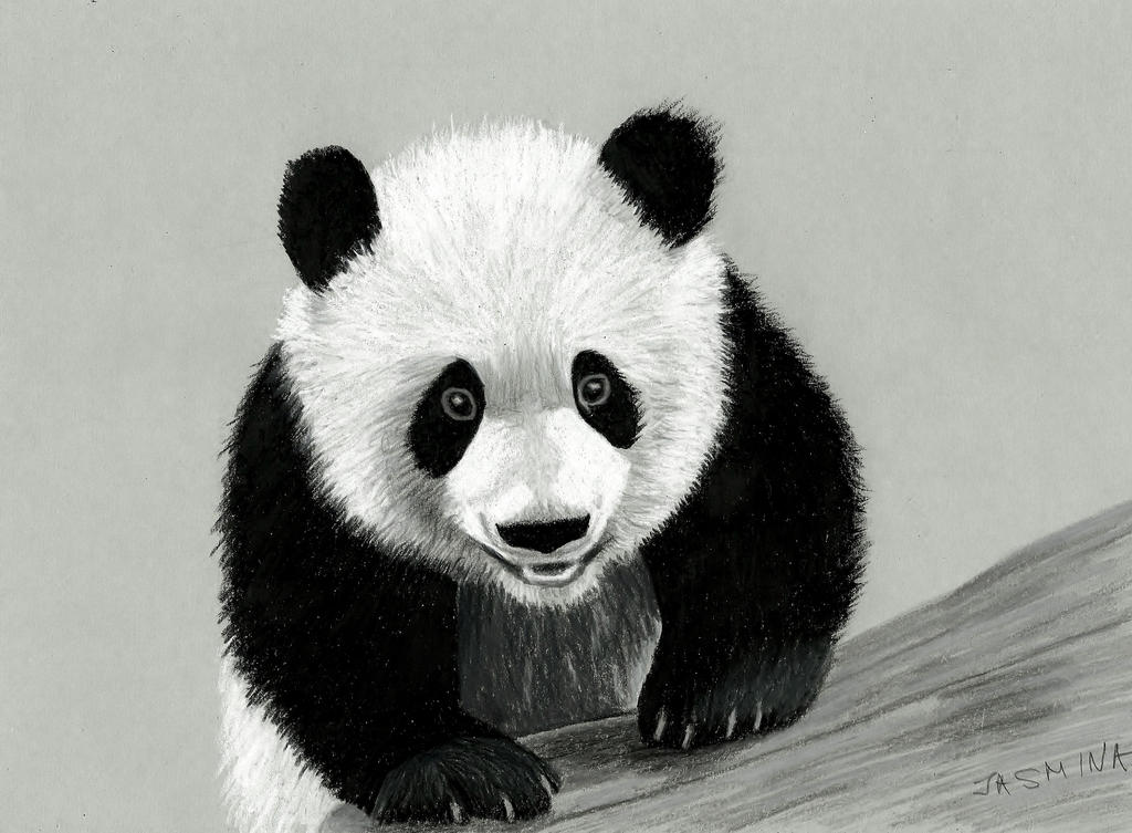 Panda colored pencil drawing by JasminaSusak on DeviantArt