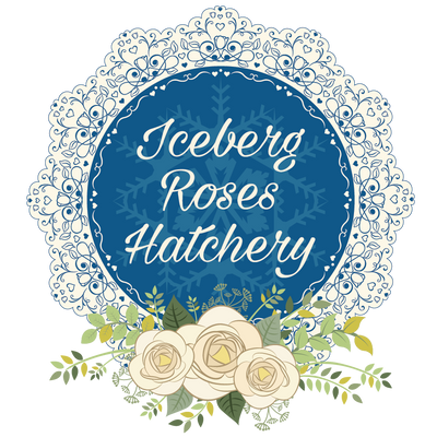 iceberg_roses_hatchery_logo_400p_by_adriannavo-db5taxg.png
