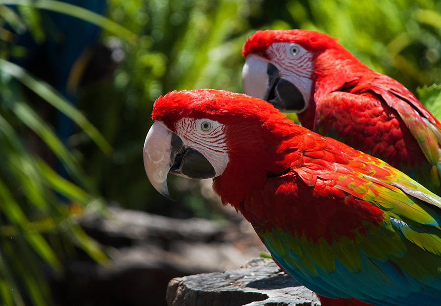 Green Winged Macaws by Elaihr on DeviantArt